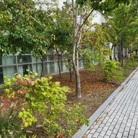 송도 글로벌캠퍼스 조경 관수 시설 (미니 스프링쿨러)
